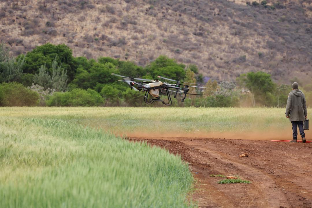 Siembra al voleo con dron